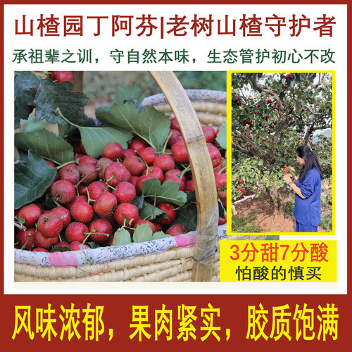 大金星鲜山楂无农药天然生态种植