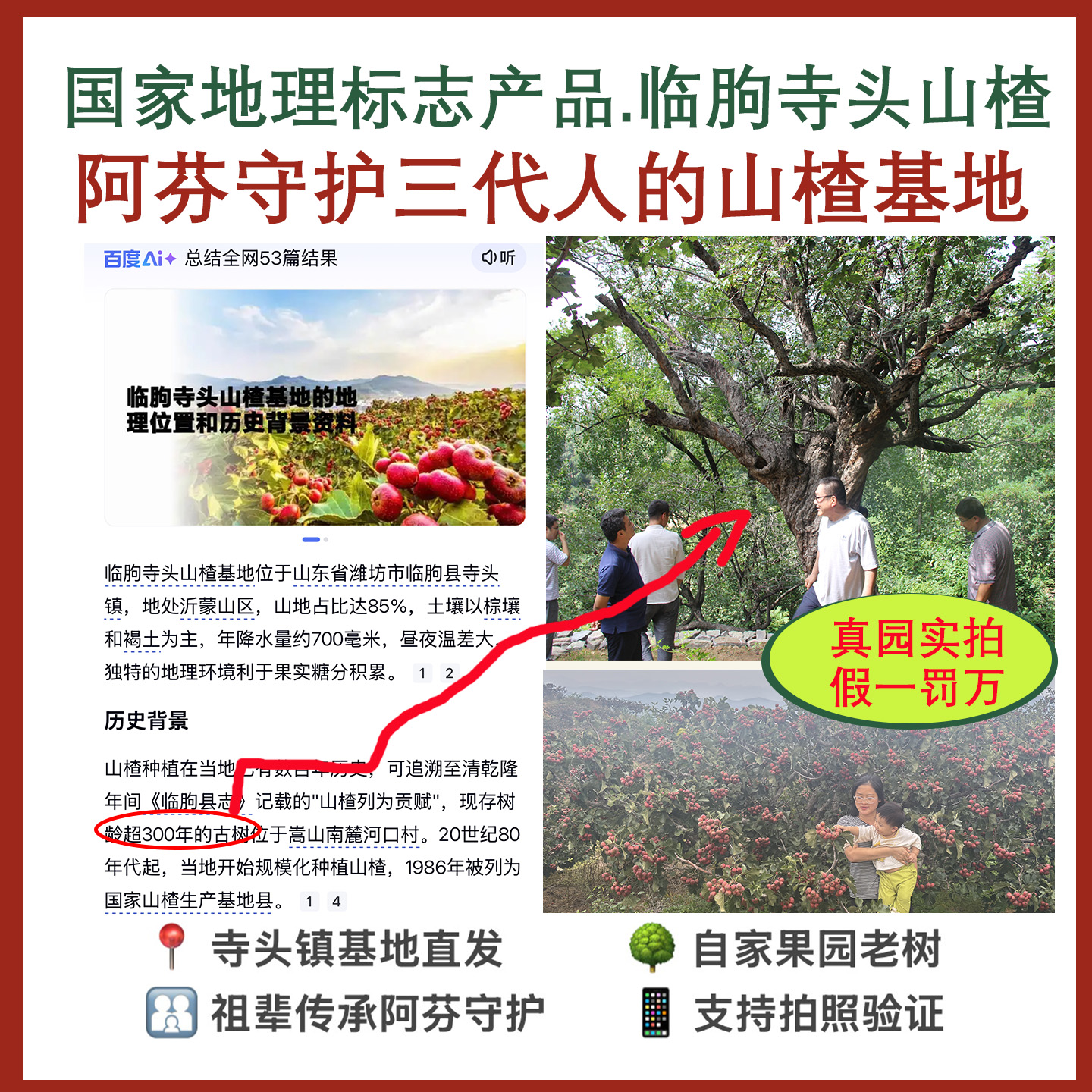 山楂果新鲜老树鲜山楂大金星山楂无农药农家野生鲜山楂泡酒专用