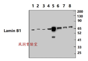 Bioworld内参抗体 Lamin B1 mouse mAb/mAb-HRP 层黏连蛋白单抗