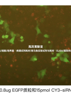 RFectCO Prime核酸共转染试剂盒,将DNA/siRNA/mimics共转染于细胞