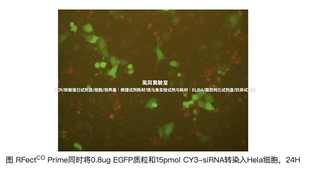 RFectCO Prime核酸共转染试剂盒,将DNA/siRNA/mimics共转染于细胞
