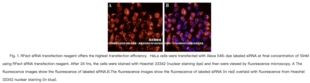 RFect小核酸转染试剂,转染siRNA小分子RNA,转染绝大多数贴壁细胞