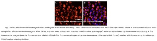 RFect小核酸转染试剂,转染siRNA小分子RNA,转染绝大多数贴壁细胞