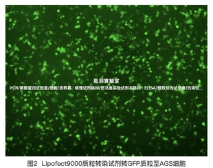 Lipofect9000质粒DNA转染试剂 可高效转染多种贴壁细胞和悬浮细胞
