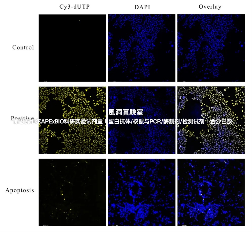 APExBIO一步式TUNEL Cy3细胞凋亡检测试剂盒高效检测组织细胞凋亡