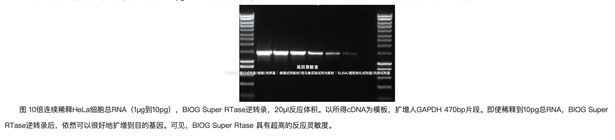 BIOG逆转录酶,与RNA模板具有更高亲和力,更易获得完整的cDNA片段