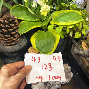 一口价9.9 福利10cm玉簪12号一个4.3晚