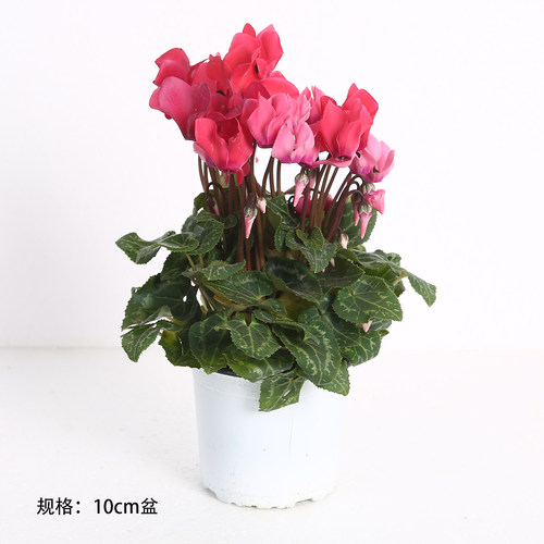 爱上花园 绿叶植物搭配花园 仙客来 10cm 随单包邮