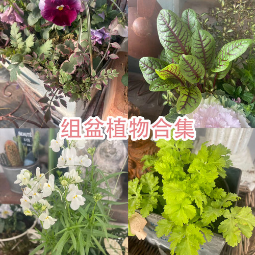 爱上花园杂货花园 阳台露台花园 前沿草花组盆植物合集88