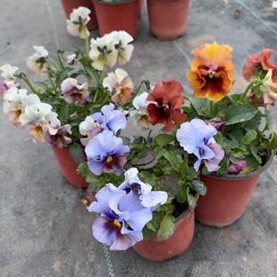 爱上花园|植物  角堇10cm，一物一拍，满4盆包邮
