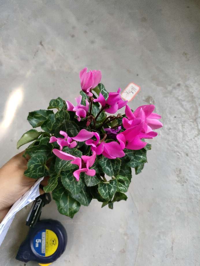 26深粉色一口价12.9满30包邮8cm