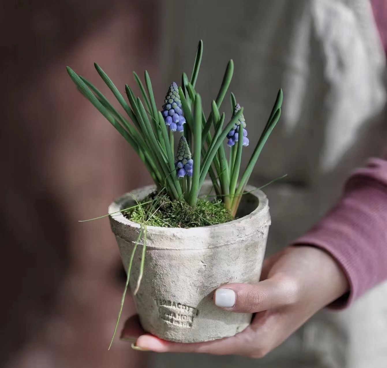 爱上花园|进口 一代葡萄风信子一口价