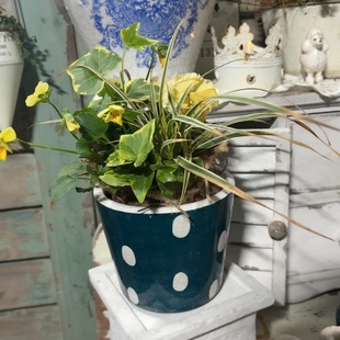 爱上花园 波点盆 无孔88