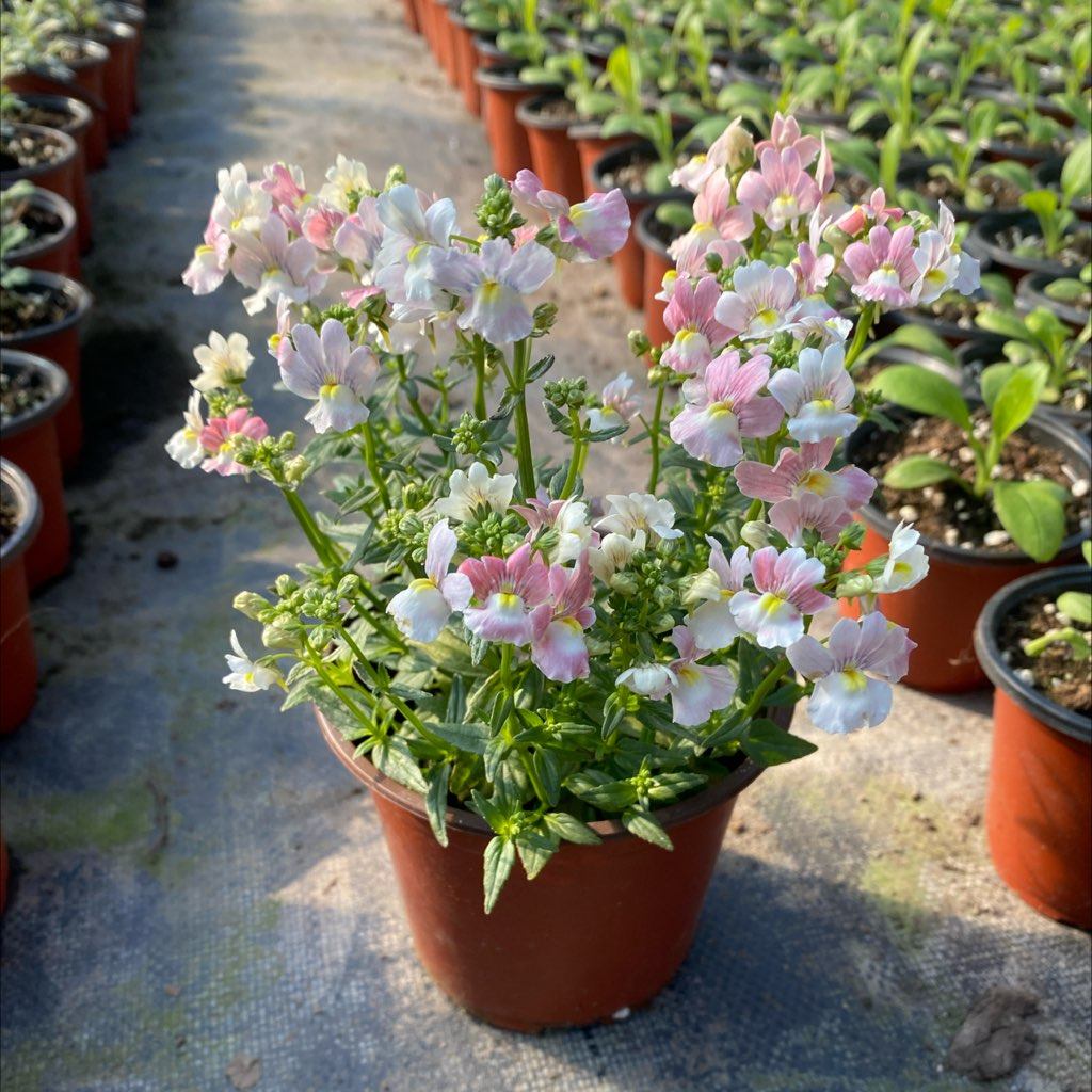 12cm桃粉龙面花4号1.22号下午一个一口价16.8,家居饰品,花盆,淘宝优惠券,粉丝福利购,淘宝优惠卷