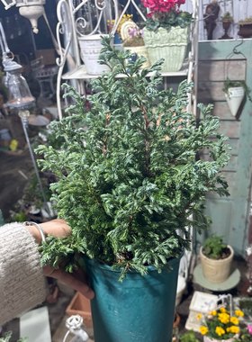 蓝色波尔瓦1加仑，一口价39.9