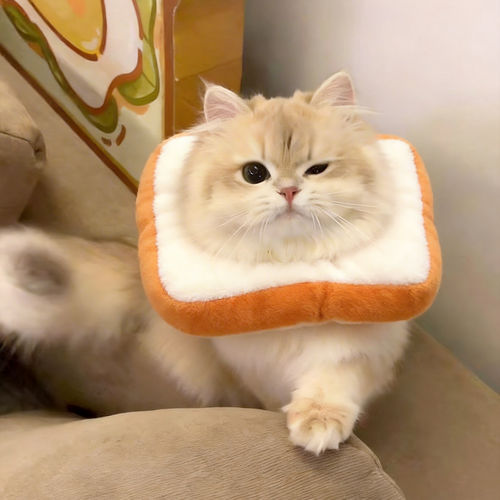 「宠生活」小猫伊丽莎白