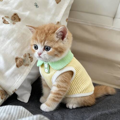 「宠生活」小猫咪衣服夏