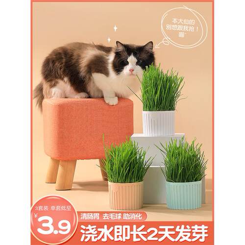 「宠生活」猫草盆栽猫咪