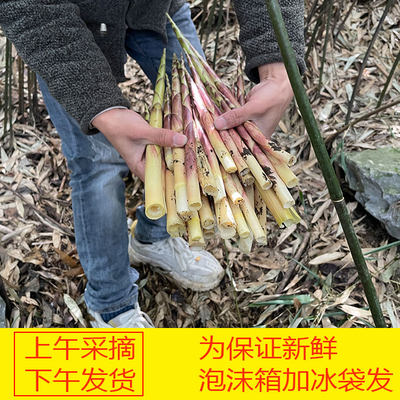 新鲜野生小春笋现挖现发手剥带壳发小脆笋高山天然方竹笋赤竹笋