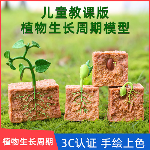 仿真植物成长周期玩具