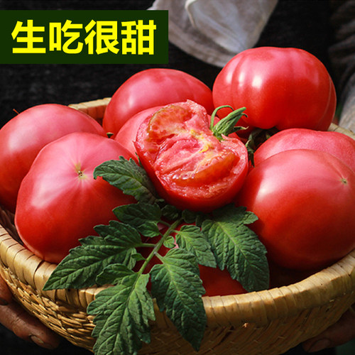 普罗旺斯西红柿新鲜山东沙瓤蔬菜