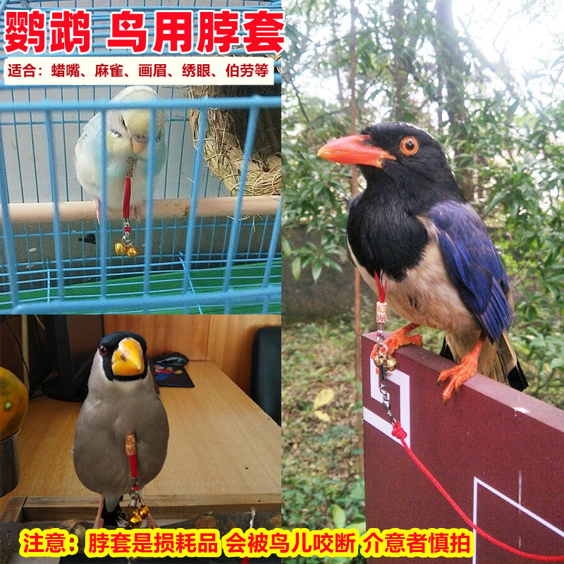 鹦鹉放飞绳鸟用脖套 虎皮鹦鹉八哥鹩哥脚环 画眉黄鹂蜡嘴伯劳八哥