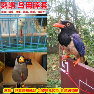 鹦鹉放飞绳鸟用脖套 虎皮鹦鹉八哥鹩哥脚环 画眉黄鹂蜡嘴伯劳八哥