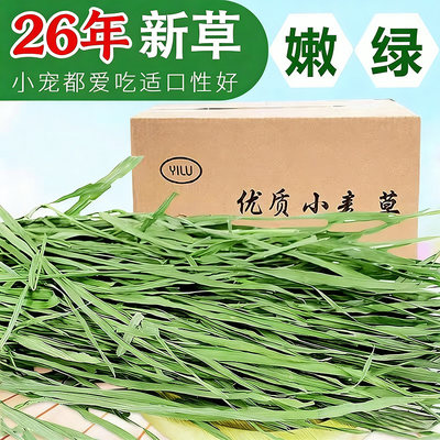 兔兔烘干兔草草龙小麦苗1kg干草