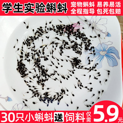 小蝌蚪活物迷你蛙类宠物蝌蚪卵幼苗观赏鱼适合幼儿园观察的小动物