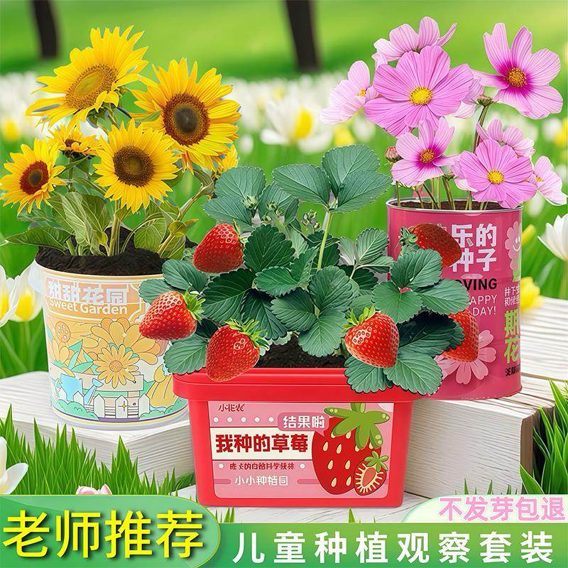 儿童种植小盆栽幼儿园向日葵花卉种子果蔬草莓室内实验套装礼品
