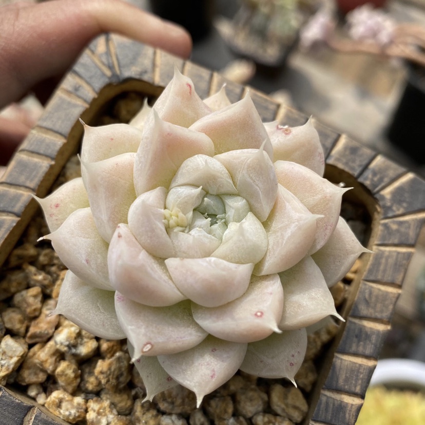 白女王多肉 女王玫瑰 高雅白透粉 好阳台植物 绿植 好皮实19包邮
