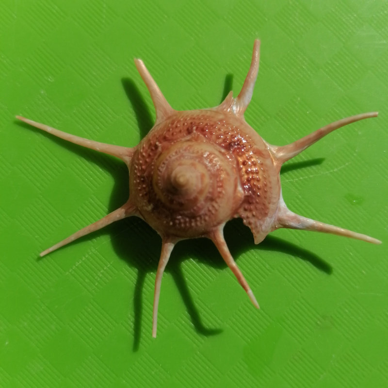 稀有天然海螺贝壳长刺星螺 收藏标本螺鱼缸水族造景装饰橱窗设计,家居饰品,海螺/贝壳/珊瑚,淘宝优惠券,粉丝福利购,淘宝优惠卷