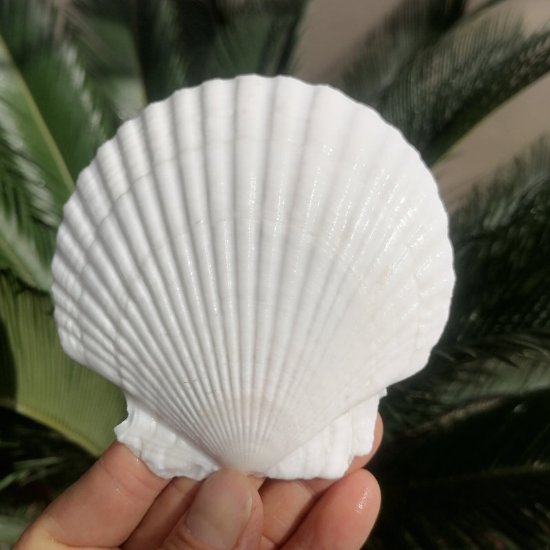 天然夏威夷贝白色大扇贝儿童彩绘涂鸦婚庆拍摄道具墙贴烧烤贝壳,家居饰品,海螺/贝壳/珊瑚,淘宝优惠券,粉丝福利购,淘宝优惠卷