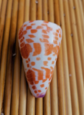 天然海螺贝壳红砖芋螺水族鱼缸
