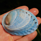 天然贝壳稀有新西兰蓝色鲍鱼壳鱼缸造景装 饰创意家居橱窗收藏摆件