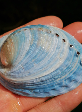 天然贝壳稀有新西兰蓝色鲍鱼壳鱼缸造景装饰创意家居橱窗收藏摆件