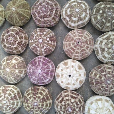 花斑家居多肉盆栽创意海螺贝壳