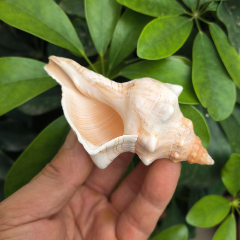 天然海螺贝壳赤旋螺羊角螺寄居蟹鱼缸水族造景装饰寄居蟹替换壳