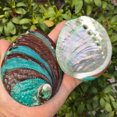 天然原生态鲍鱼贝壳烧鼠尾草容器海螺壳水族鱼缸造景装 饰拍摄道具