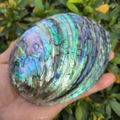 天然炫彩蓝绿抛光新西兰黑金鲍鱼壳创意家居摆件鼠尾草燃烧盘