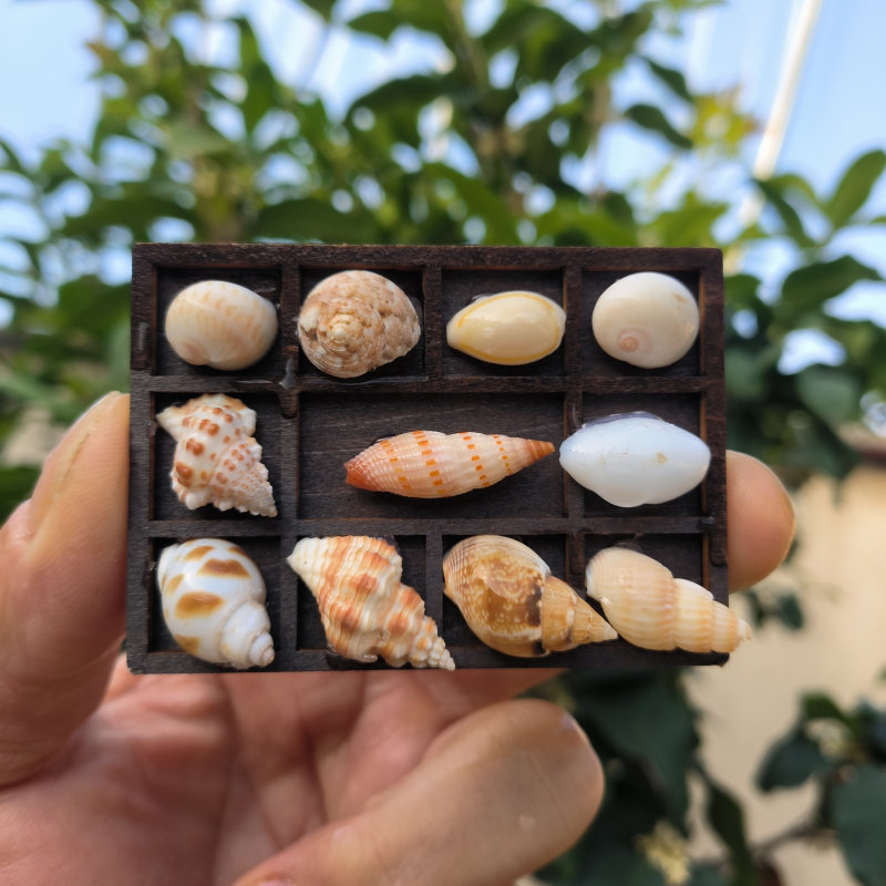 迷你天然贝壳文创相框冰箱贴海南青岛海边礼物海螺标本收藏收纳盒,家居饰品,海螺/贝壳/珊瑚,淘宝优惠券,粉丝福利购,淘宝优惠卷