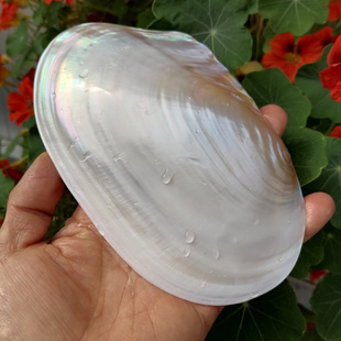 天然抛光单片光亮白珍珠贝壳蚌壳鱼缸造景拍摄道具果盘餐具菜盘