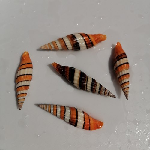 稀有收藏标本螺天然海螺贝壳