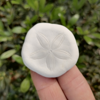 海钱沙币海胆壳白色海胆diy材料