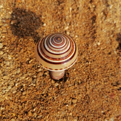 天然海螺贝壳小蘑菇套餐水族鱼缸造景盆景装 饰创意家居橱窗摆件