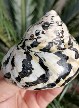 天然海螺贝壳大黑金刚