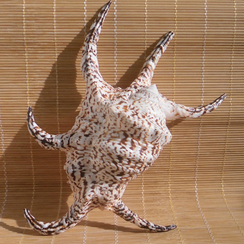 蜘蛛笔架六角水族鱼缸海螺贝壳