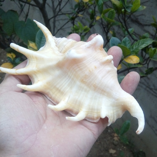 天然大海螺贝壳蜘蛛螺笔架螺七角螺家居地台鱼缸水族造景拍摄道具