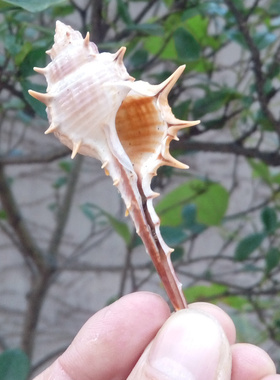 水族家居地台橱窗装饰海螺贝壳