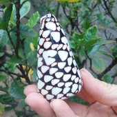 天然大海螺贝壳高贵芋螺大理石芋螺鱼缸水族造景地台装 饰拍摄道具